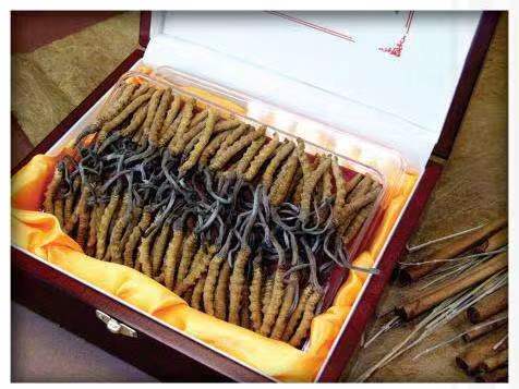 清水河冬虫夏草回收